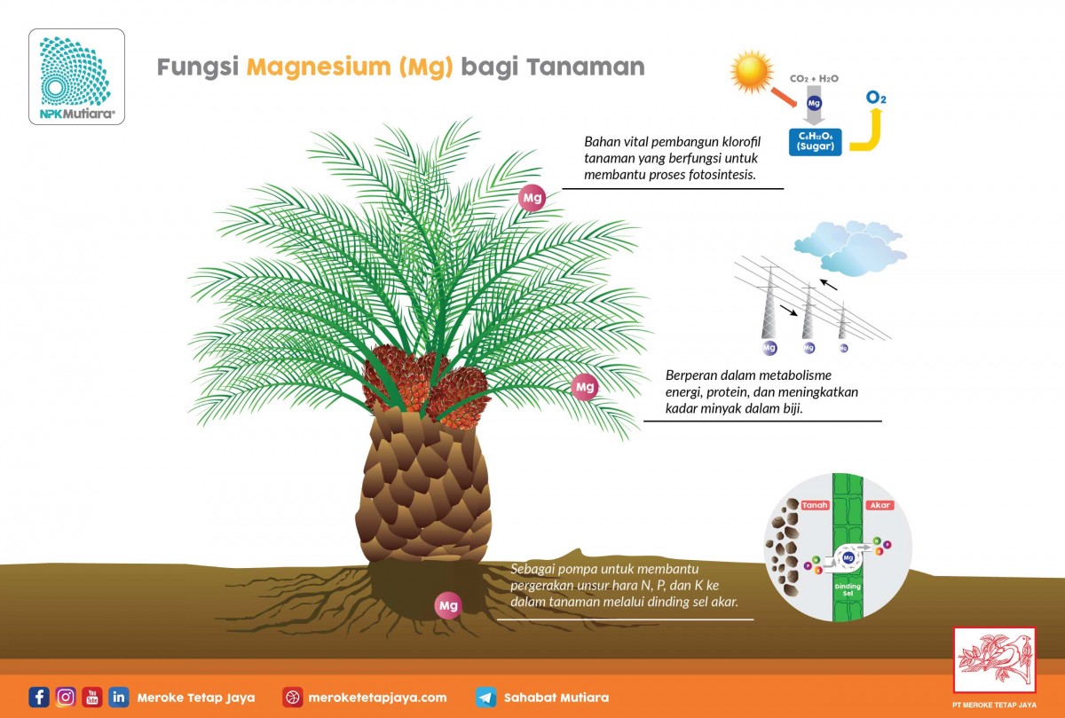 Fungsi Magnesium Bagi Tanaman Perumperindo Co Id