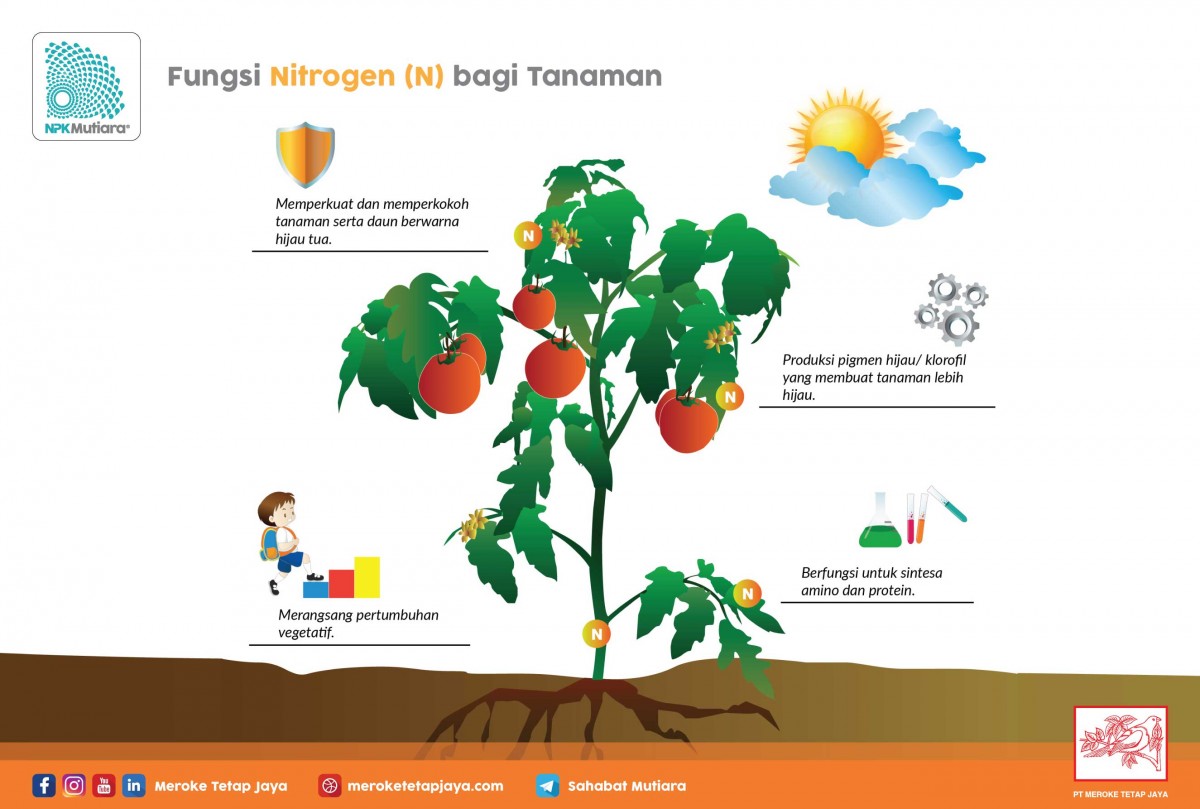  Fungsi  Nitrogen Bagi Tanaman 