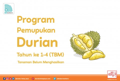 Program Pemupukan Durian Tahun ke 1-4 (Tanaman Belum Menghasilkan / TBM)