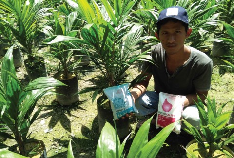 Anton, Pembibitan Sawit, Jambi