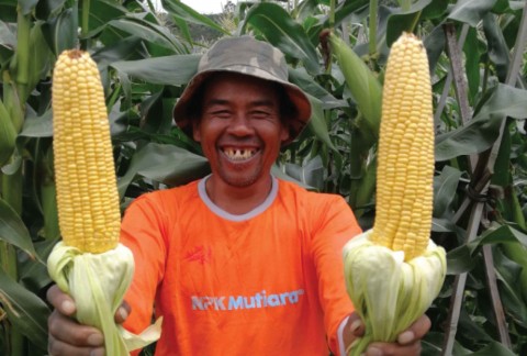 Uca, Jagung, Desa Karyawangi