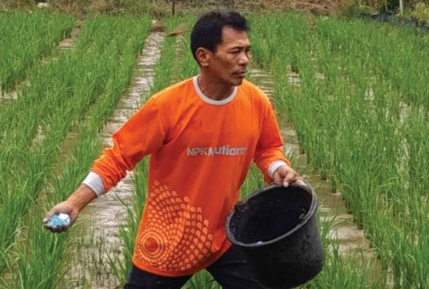 Imu, Padi, Sianggau Kalbar