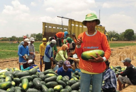 Warya, Semangka, Indramayu