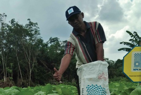 Sumijan, Sayuran Sawi, Jambi