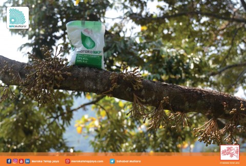 Irama Alam Rangsang Pembungaan Durian