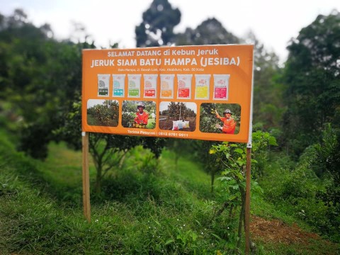 Testimoni Mutiara: Petani Jeruk di Sumatera Barat