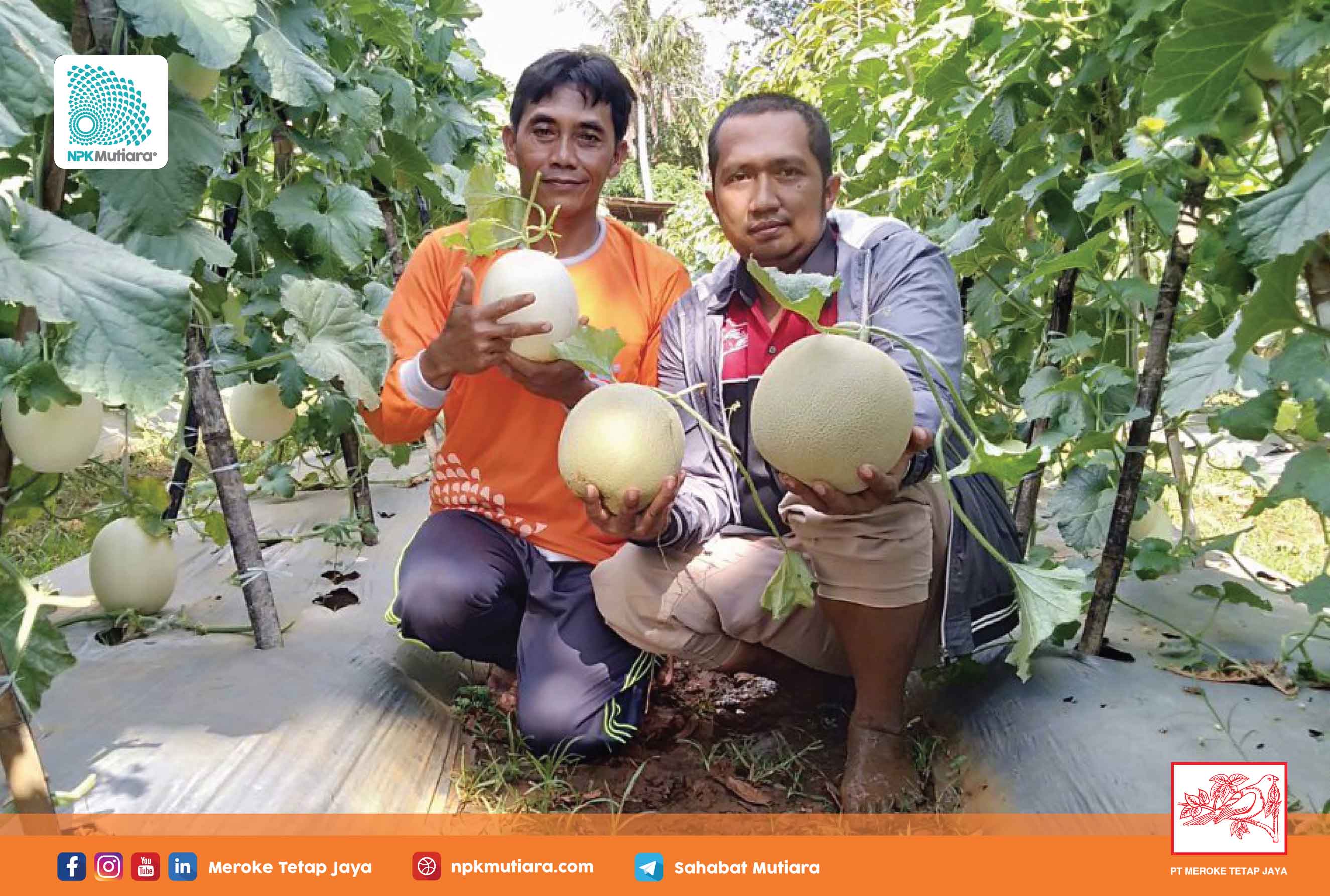 Testimoni Mutiara: Petani Melon di Madura