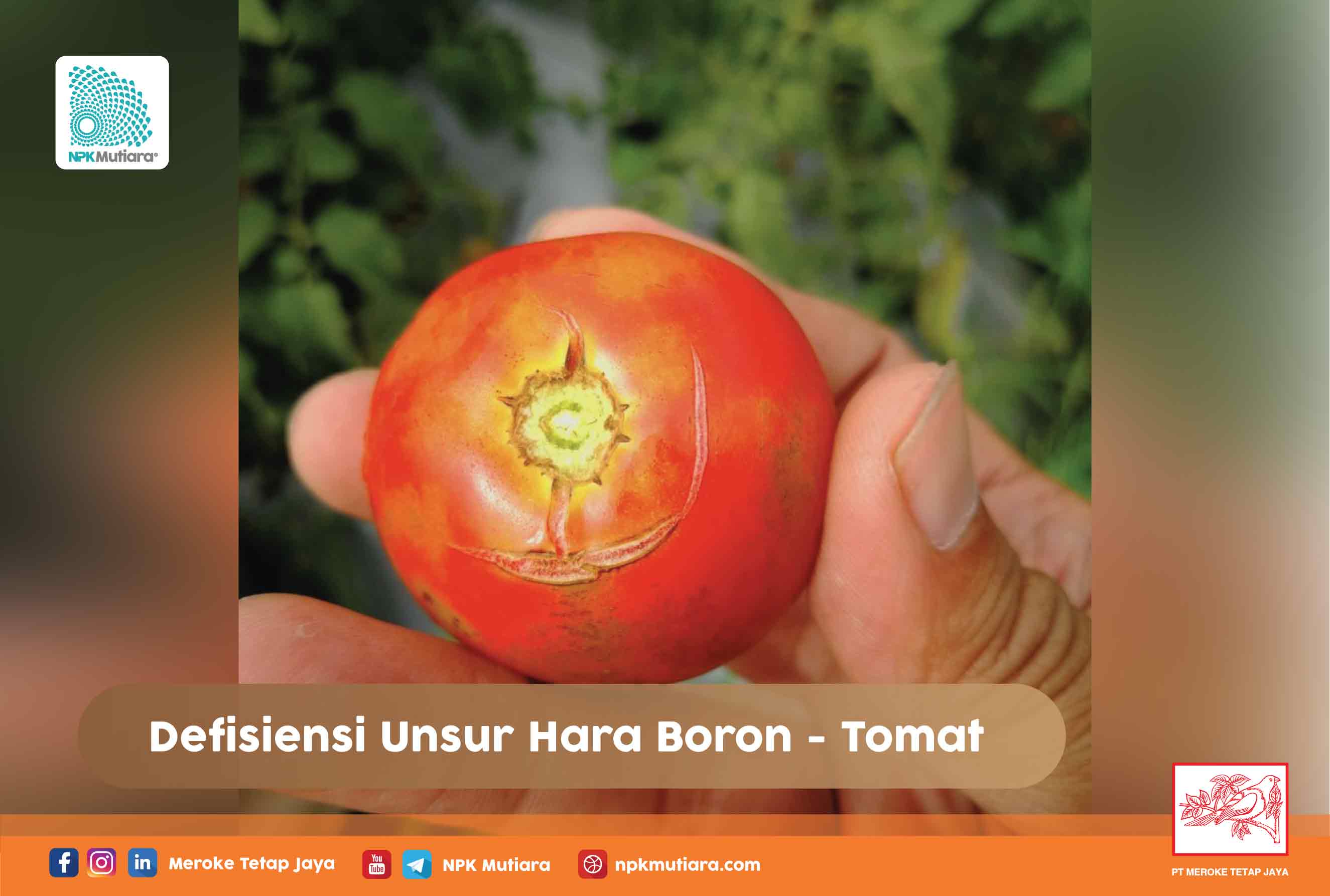 Defisiensi Unsur Hara Boron pada Tomat