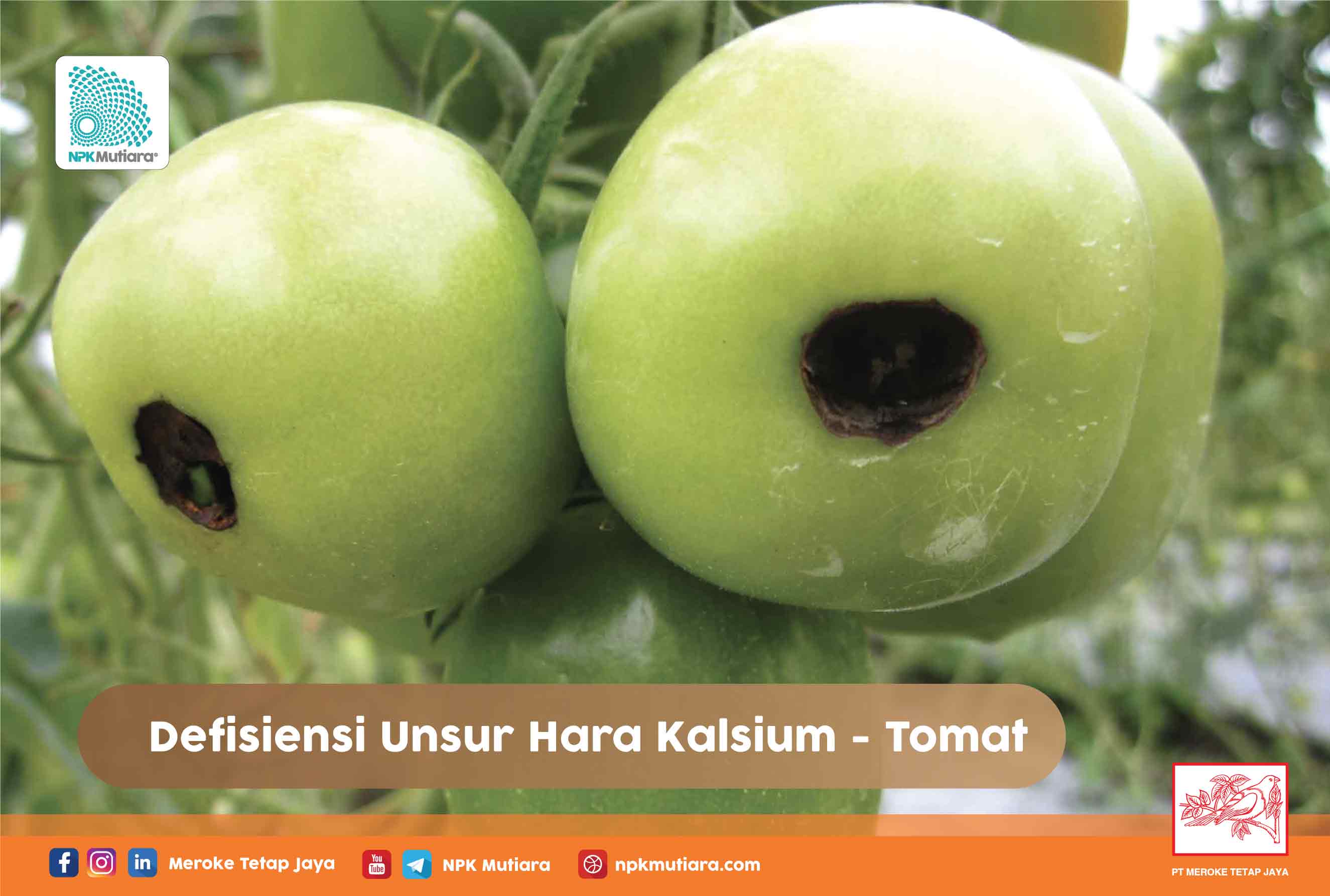 Defisiensi Unsur Hara Kalsium pada Tomat