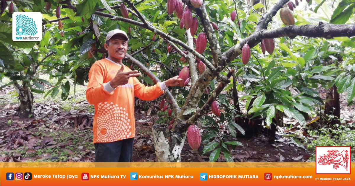 Tak Hanya Peremajaan Tanaman, Butuh Petani Muda untuk Bangkitkan Kakao di Indonesia