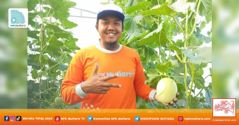 Hendi Nur Seto, Petani Millenial Melon Hidroponik Asal Temanggung