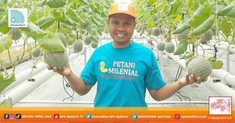 Nyambi Jadi Petani, Guru Madrasah Ini Metik Cuan dari Hidroponik Melon Premium