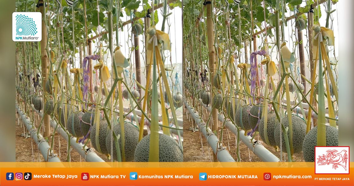 Muhtar Yusuf Pilih Sistem NFT - Paralon untuk Melon Premium