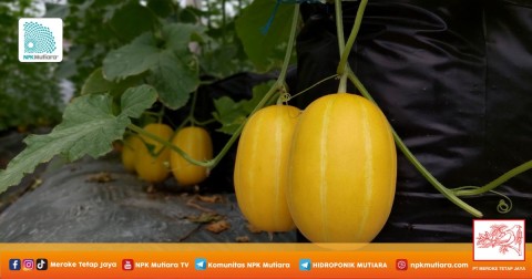 Banyak Keuntungan Budidaya Melon Chamoe di Greenhouse
