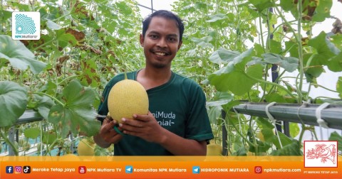 Tri Bowo Pangestika, Lulusan S2 yang Bangga Jadi Petani Melon Hidroponik
