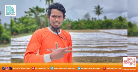 Move On dari Bencana Donggala, Bang Asep Kembali Bertanam Hingga Panen Tomat 70 Ton/Ha