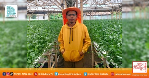 Irawan Tanam Seledri Hidroponik dengan Paralon NFT di Dataran Rendah Lampung Tengah