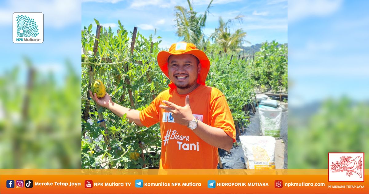 Dari Peng'Anggur'an, Kini Cuan dari Si Mungil 'Semangka Madu'