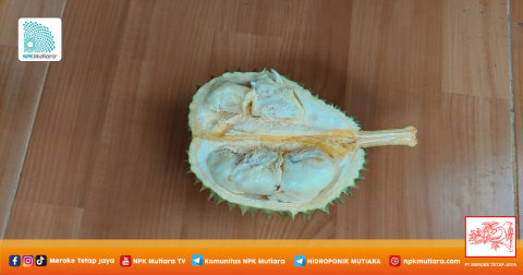 Saat Belah Durian, Malah Dapat yang Mengkal-mengkal???