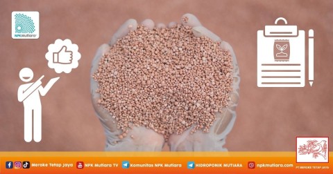 Menyuburkan Tanaman: Ilmu di Balik Rekomendasi Pemupukan yang Sukses