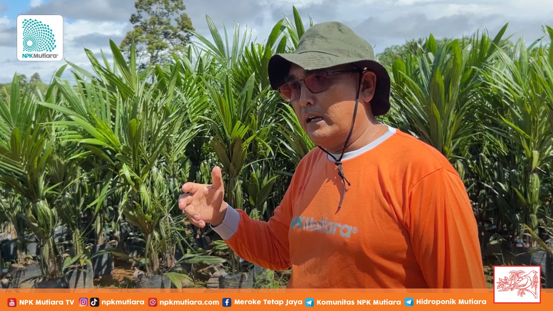 Bangun Masa Depan Pertanian: Pembibitan Kelapa Sawit Berkualitas Tinggi dari CV Takasima