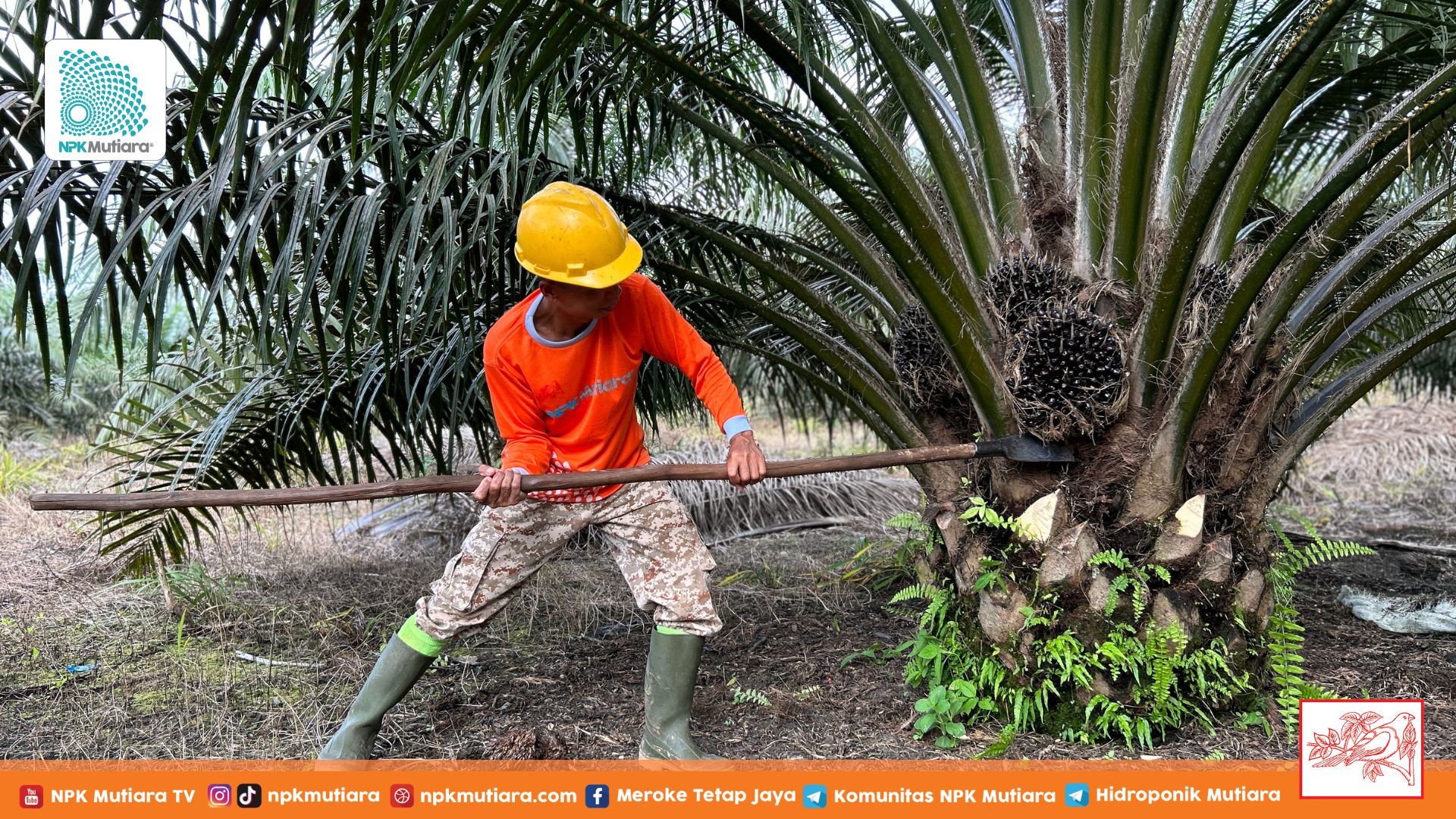 Perawatan Tanaman Kelapa Sawit: Kastrasi dan Pemupukan untuk Pertumbuhan Optimal