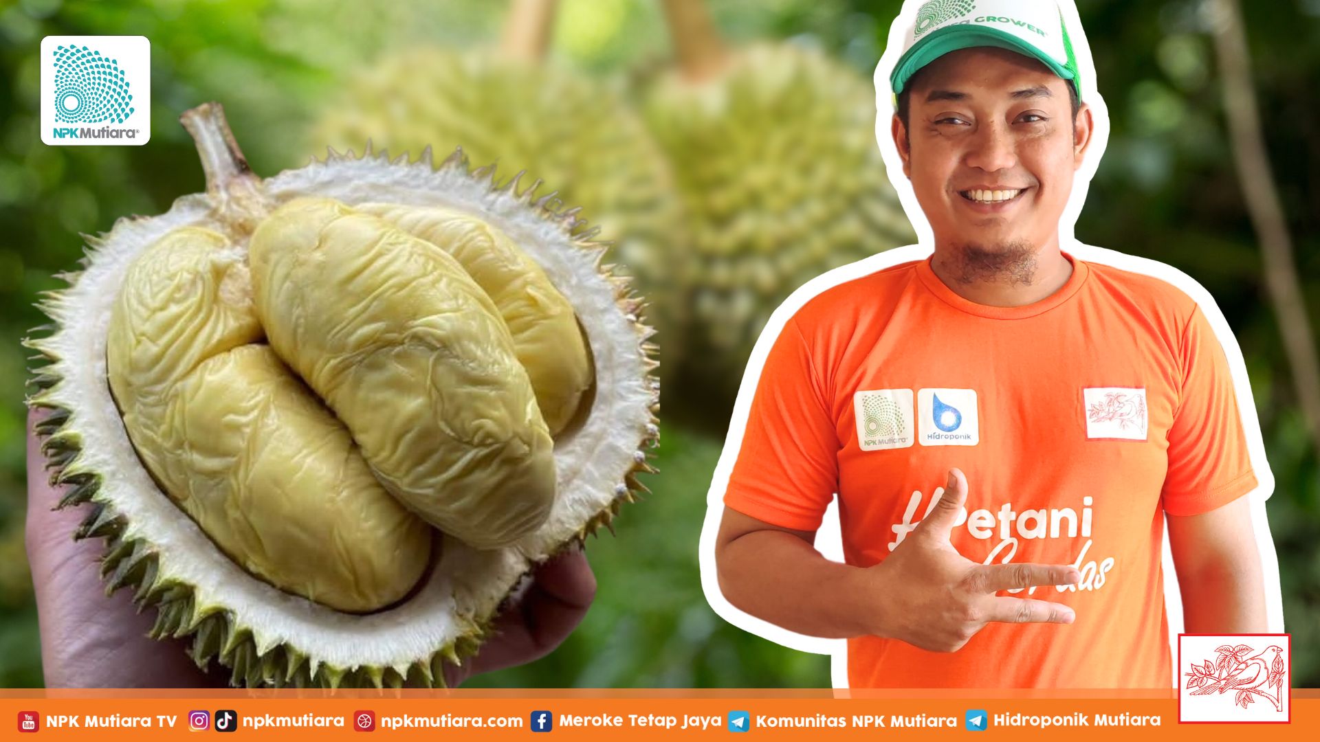 Pesona Durian Lokal Jepara, Menarik Penikmat Si Raja Buah