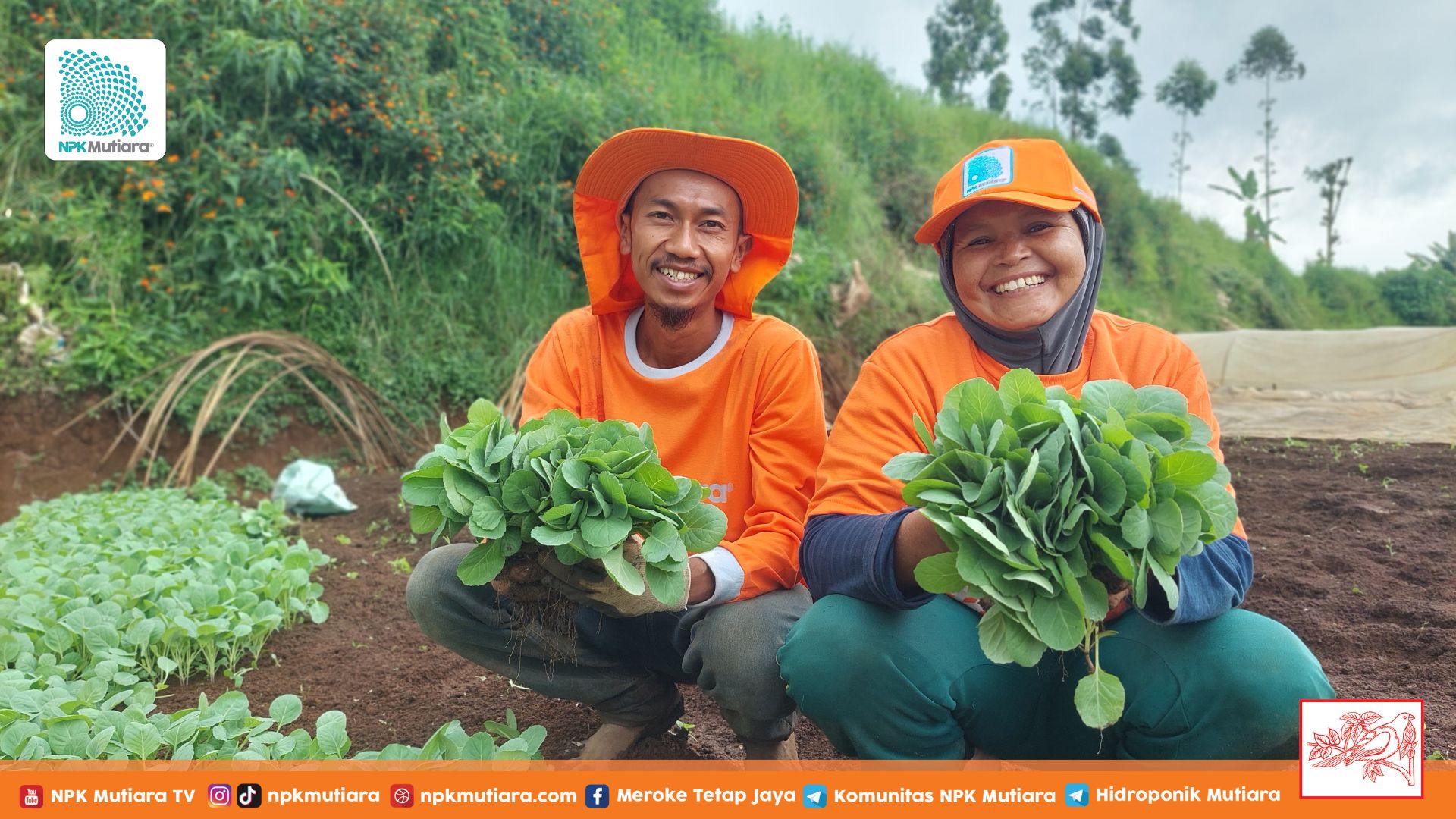 Menyediakan Bibit Berkualitas: Keberhasilan Usaha Pembibitan Hortikultura di Garut 