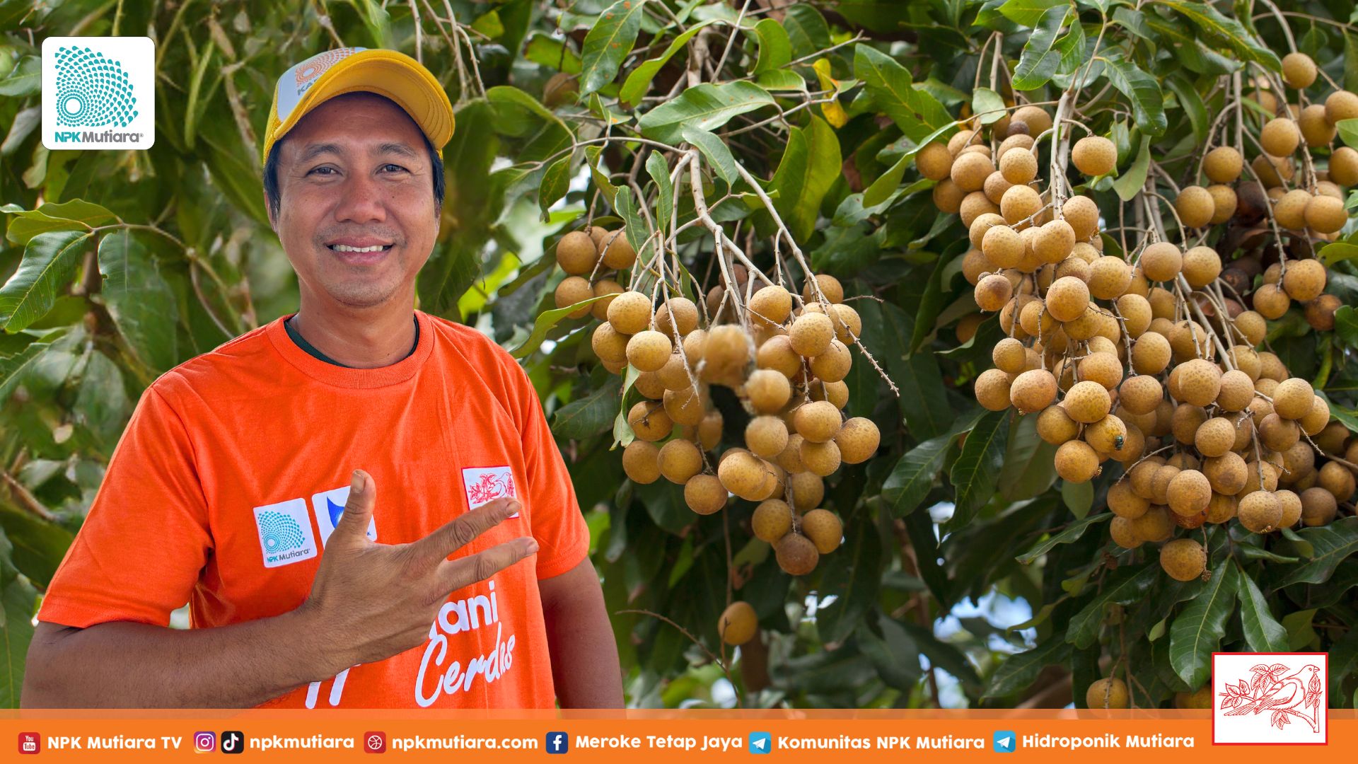 Nilai Impor Buah Lengkeng masih Sangat Tinggi, Yuk Kita Tanam!!