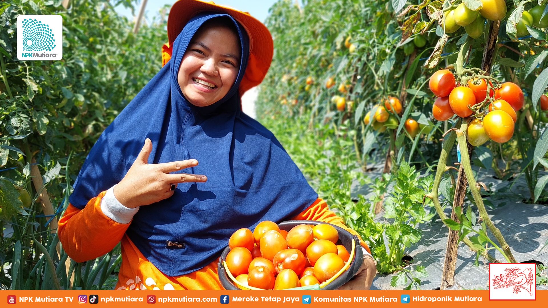 Tomat Sehat Buah Melimpah, Bagaimana Perawatannya?