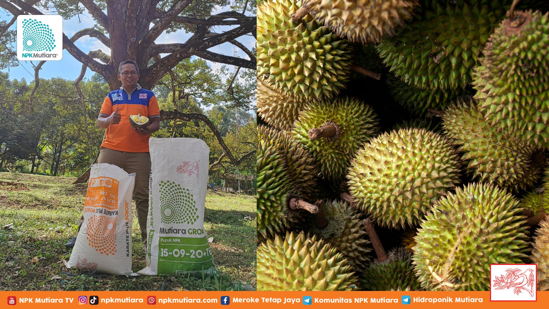 Yuk, Lestarikan Durian Unggul Nusantara!