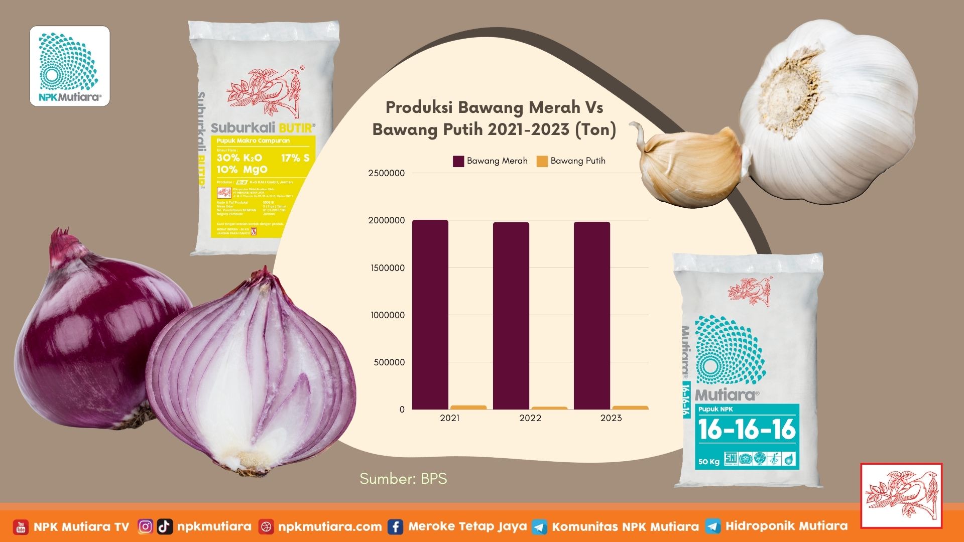 Perbandingan Produksi Bawang Merah dan Putih di Indonesia, Yuk Tingkatkan Produktivitasnya! 