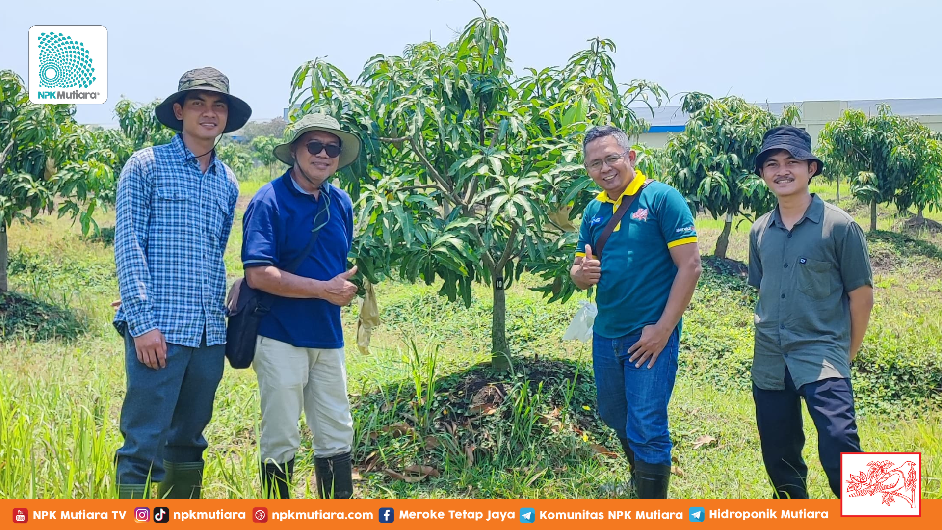 Geliat Berkebun Mangga: Introduksi Jenis Elit di Dalam Negeri