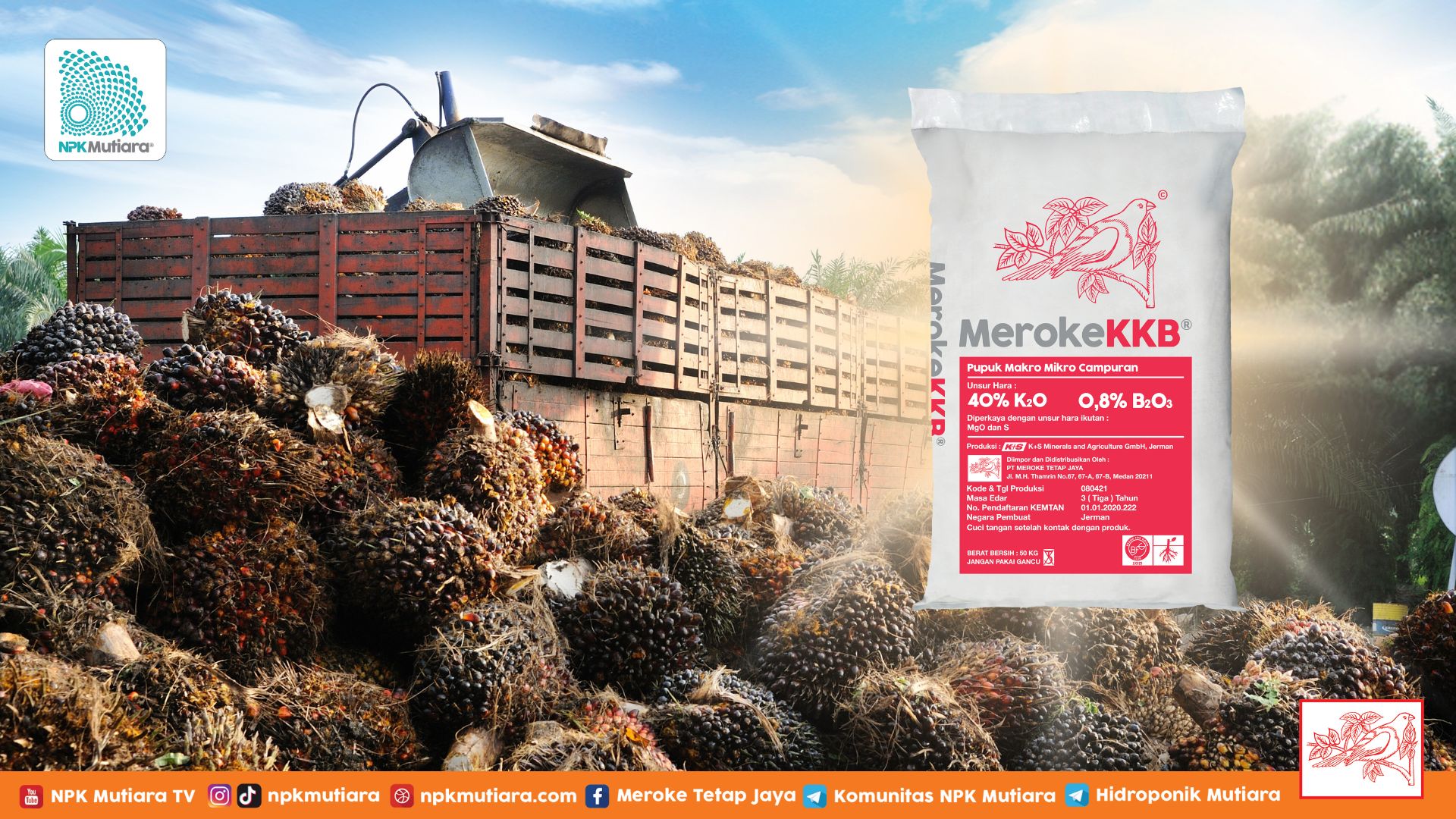 MerokeKKB: Solusi Tepat Pemupukan Kelapa Sawit