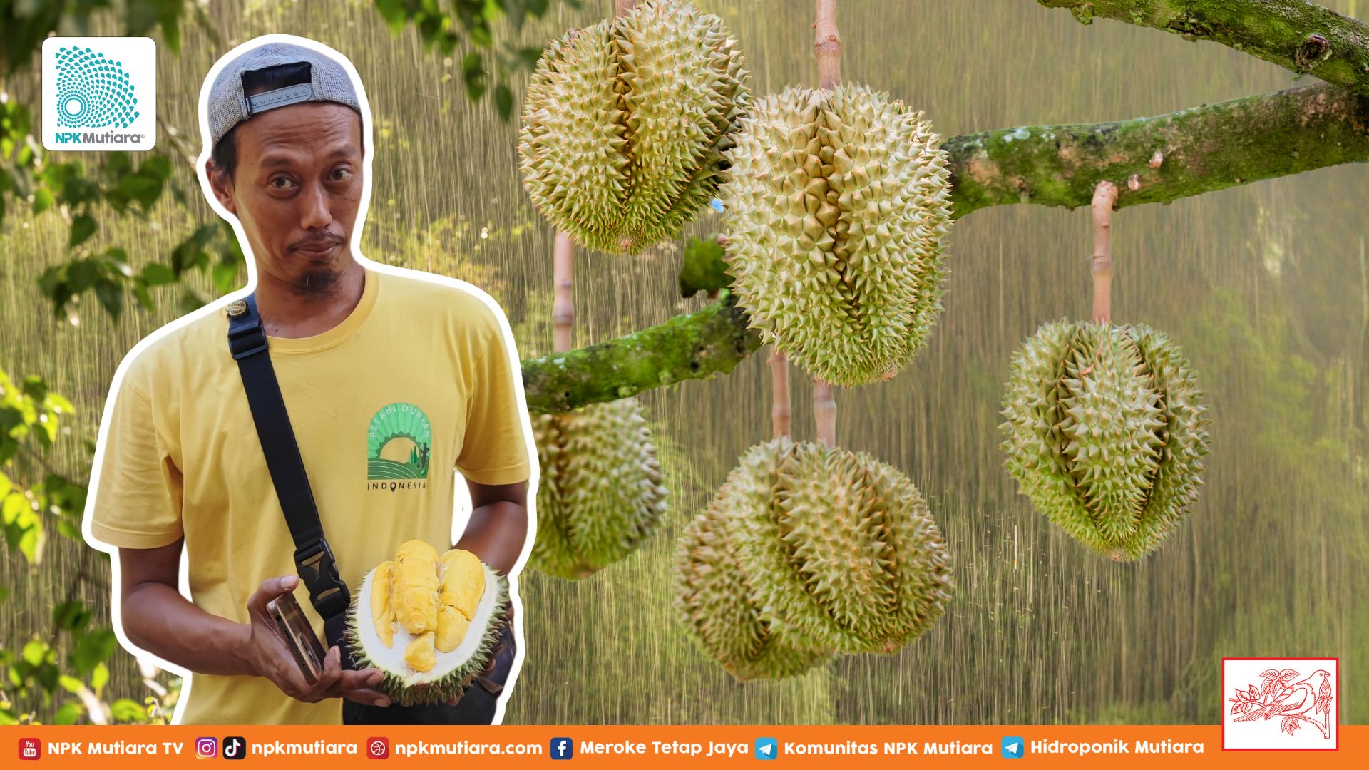 Rahasia Panen Durian Premium di Musim Penghujan