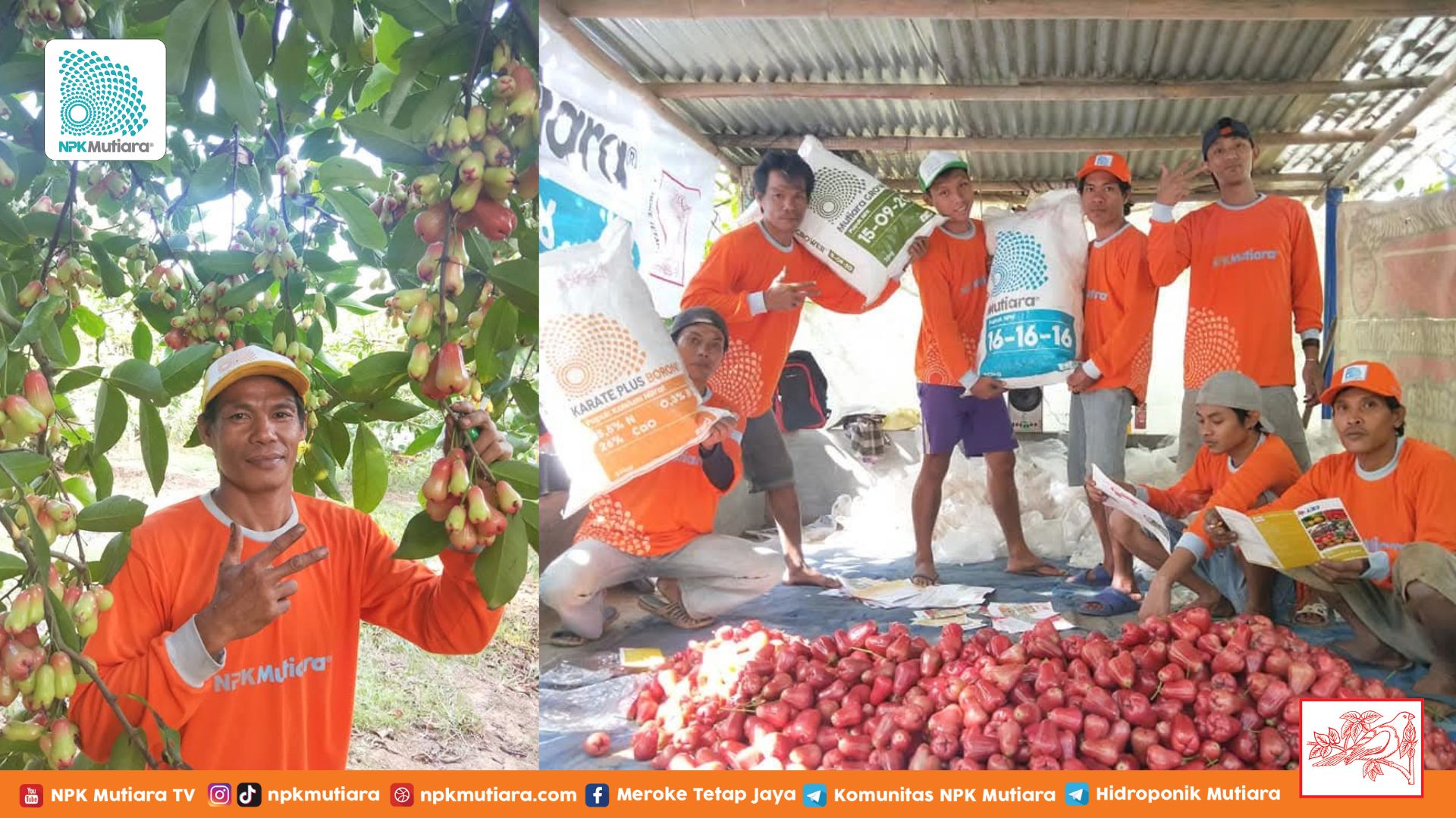 Petani Jambu Air Purbalingga : Jaga Kualitas Hasil Panen, Cuan pun Semakin Meningkat