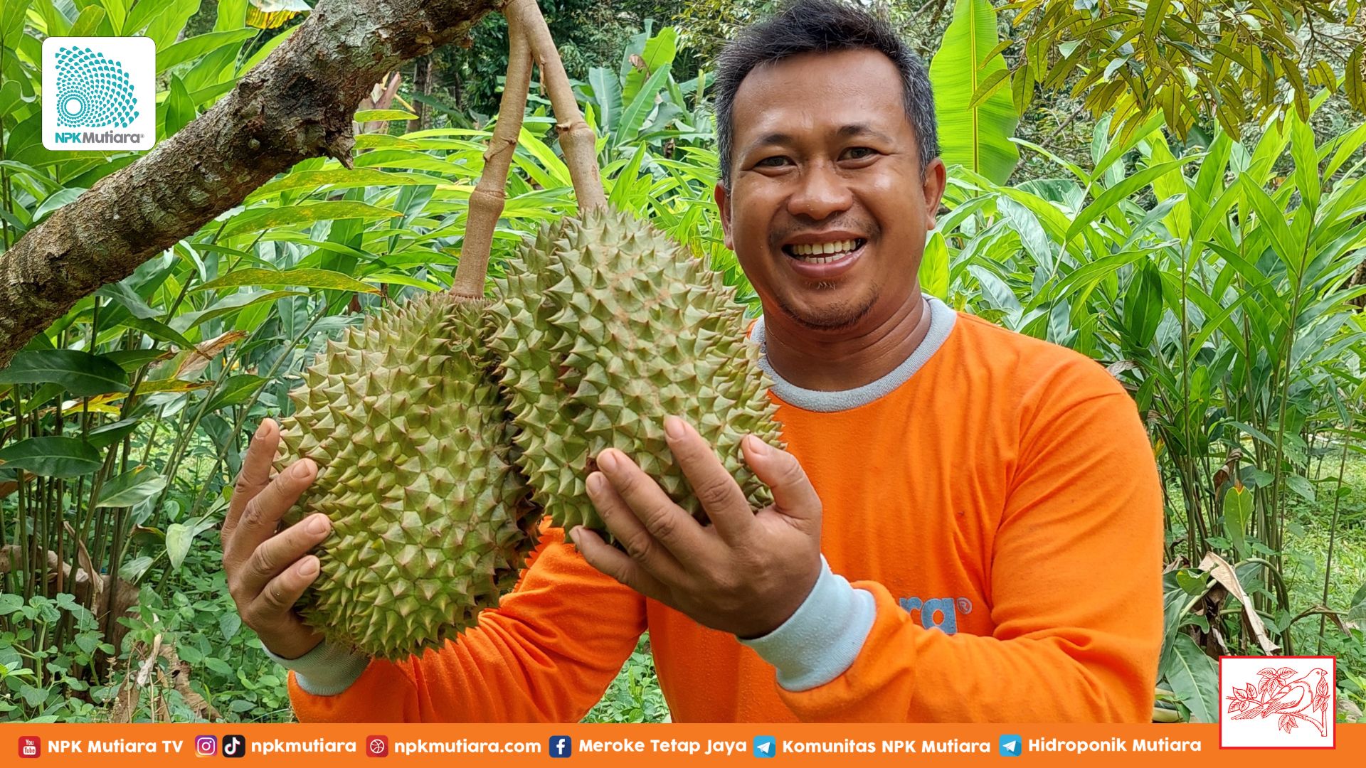 Resep Jitu Budidaya Si Raja Buah: Apa Rahasianya??? 