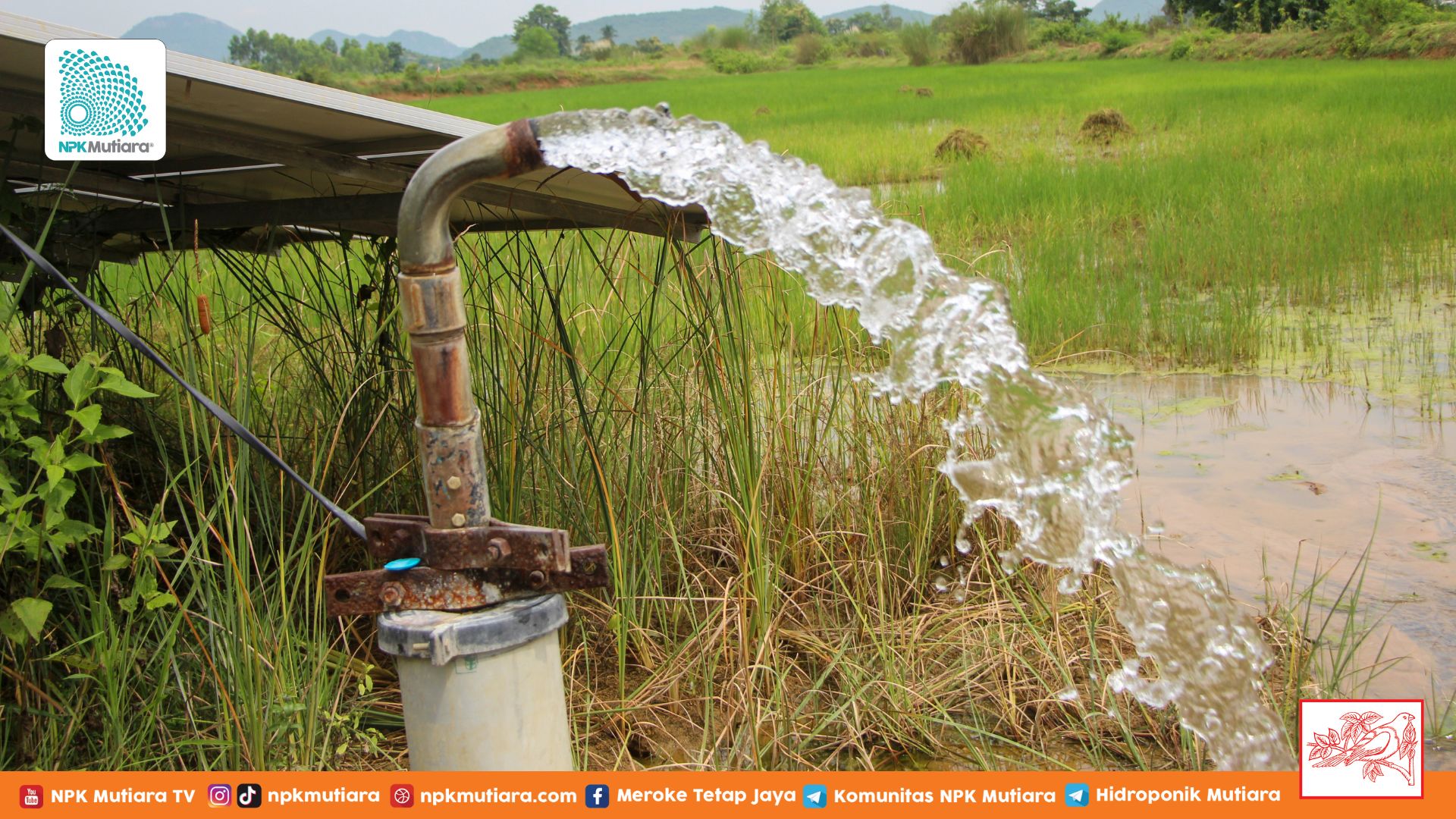 Pentingnya Menjaga Kualitas Air untuk Keberlanjutan Sektor Pertanian