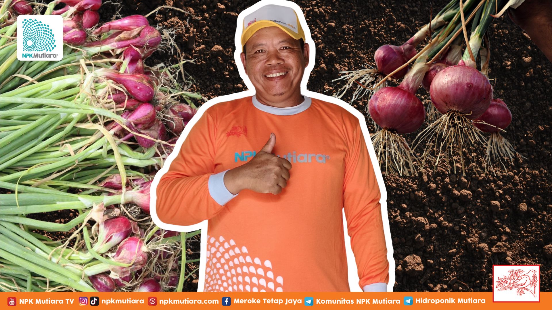 5 Jurus Andalan Pakde Tono Bertani Bawang Merah