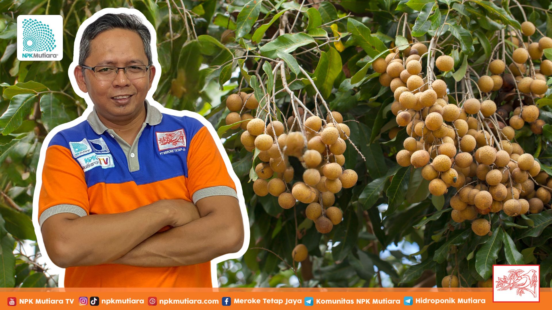 Gak Perlu Impor! Ternyata Kelengkeng Thailand Bisa Panen Melimpah di Indonesia, Ini Rahasianya!