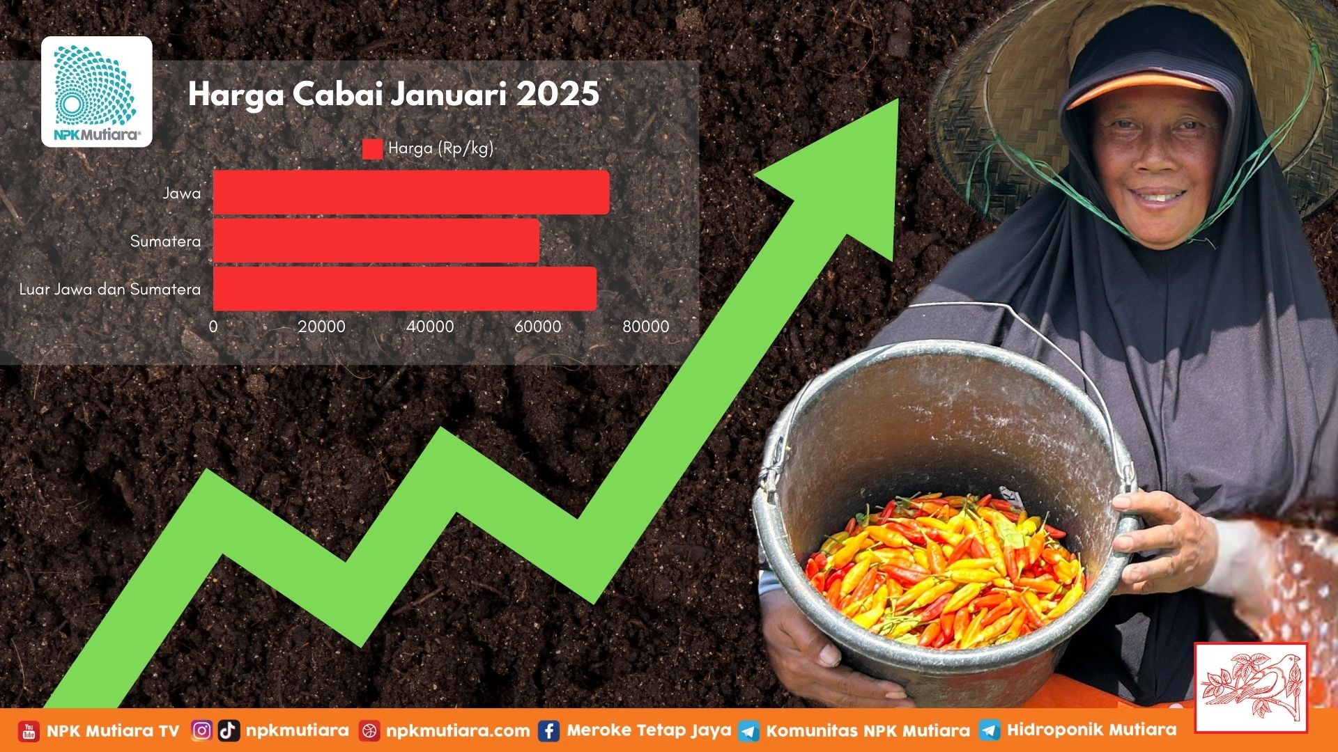 Harga Cabai Melonjak! Inilah Peluang Emas bagi Petani untuk Berhasil di Budidaya Cabai!