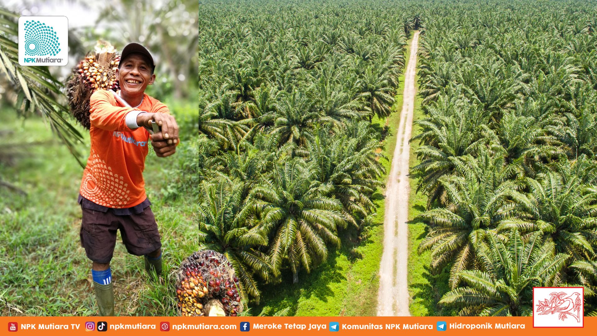 Penyebab Utama Deforestasi? Ini Dia Fakta Kelapa Sawit
