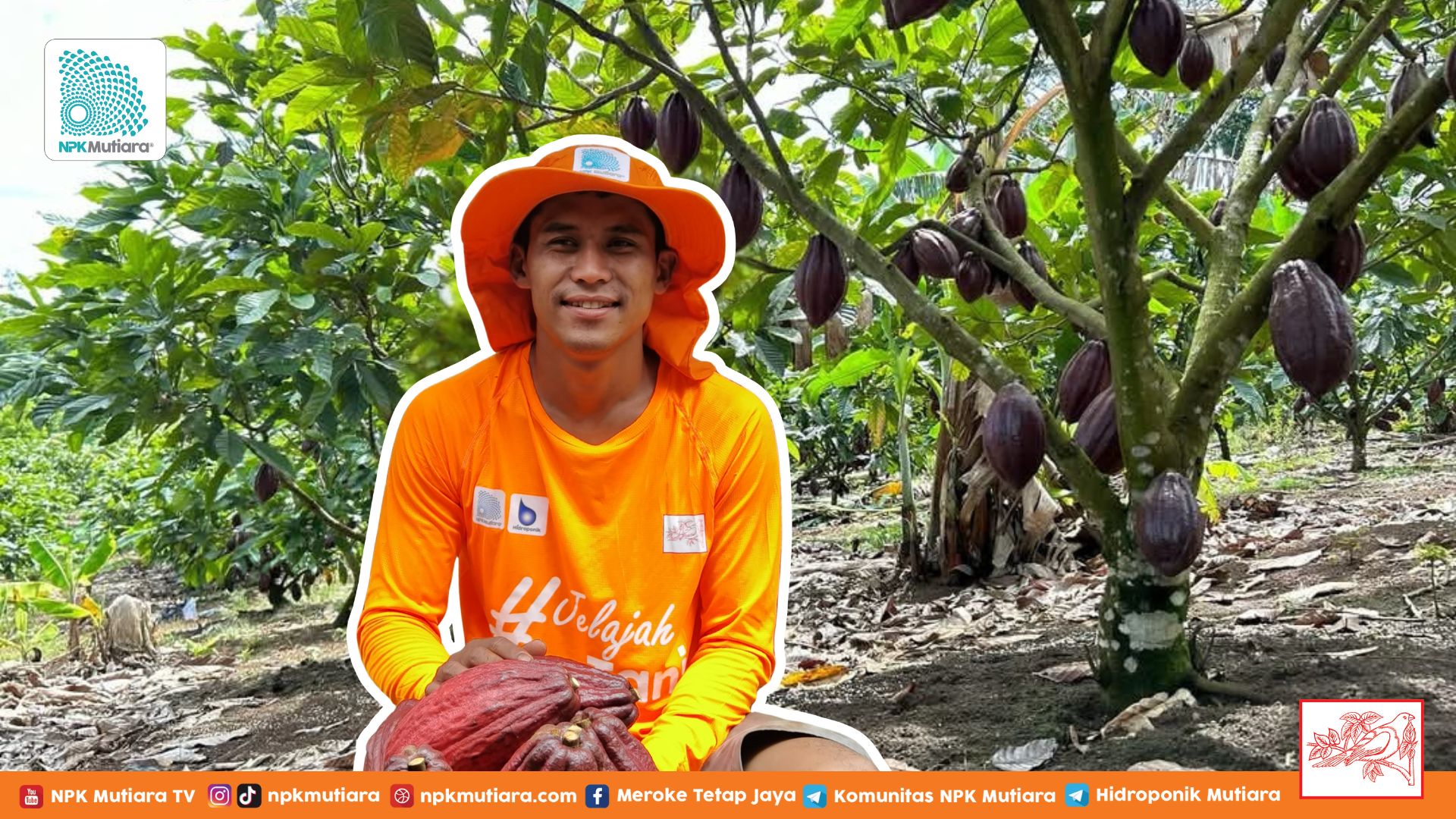 Geliat Bertani Kakao di Lampung, Harga Panen Melambung