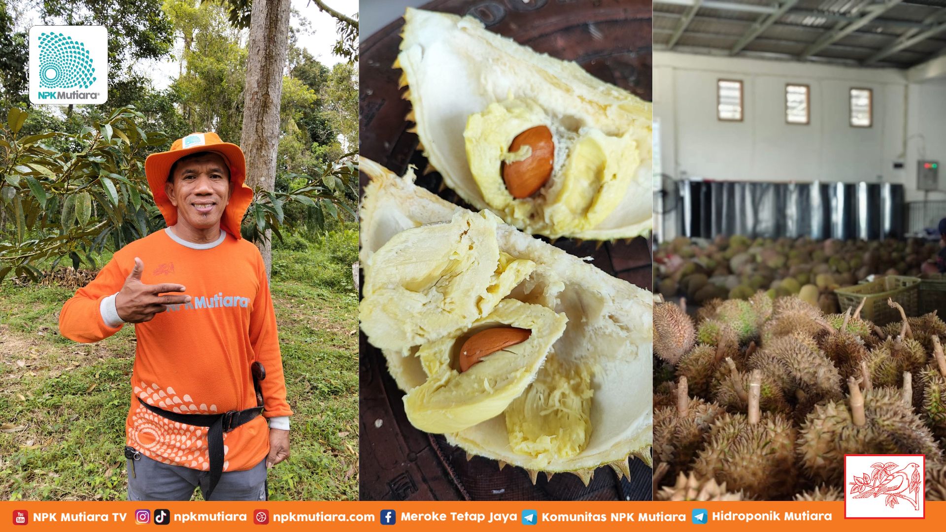 Potensi Luar Biasa Berkebun Durian di Pulau Sulawesi