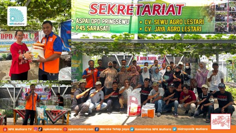 Meningkatkan Kualitas dan Kuantitas Anggur Pringsewu dengan Dukungan Pupuk Berkualitas