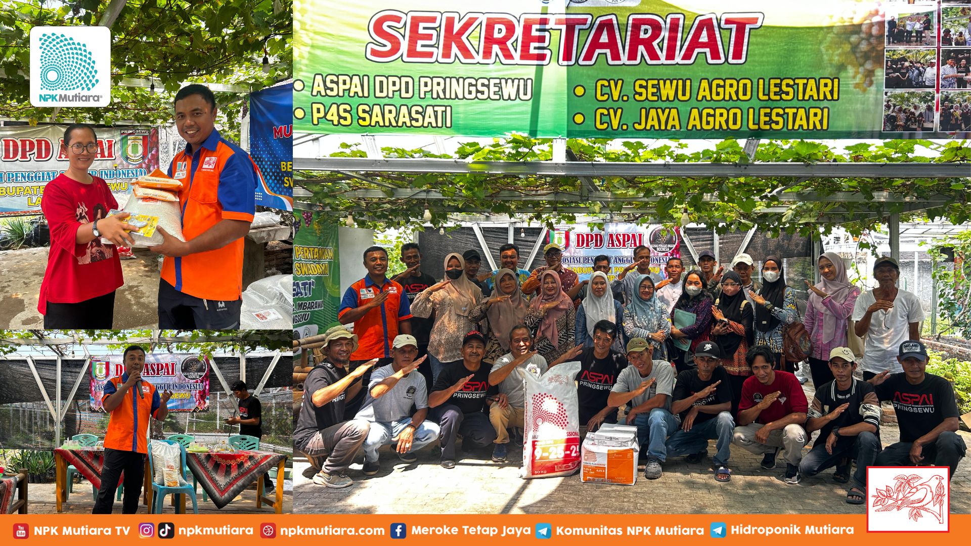 Meningkatkan Kualitas dan Kuantitas Anggur Pringsewu dengan Dukungan Pupuk Berkualitas