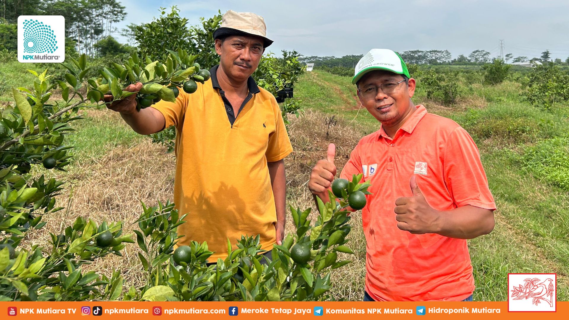 Gak Nyangka! Teknik Simpel Ini Bikin Jeruk Siam Pontianak dan Trigas Jadi Primadona Pasar!