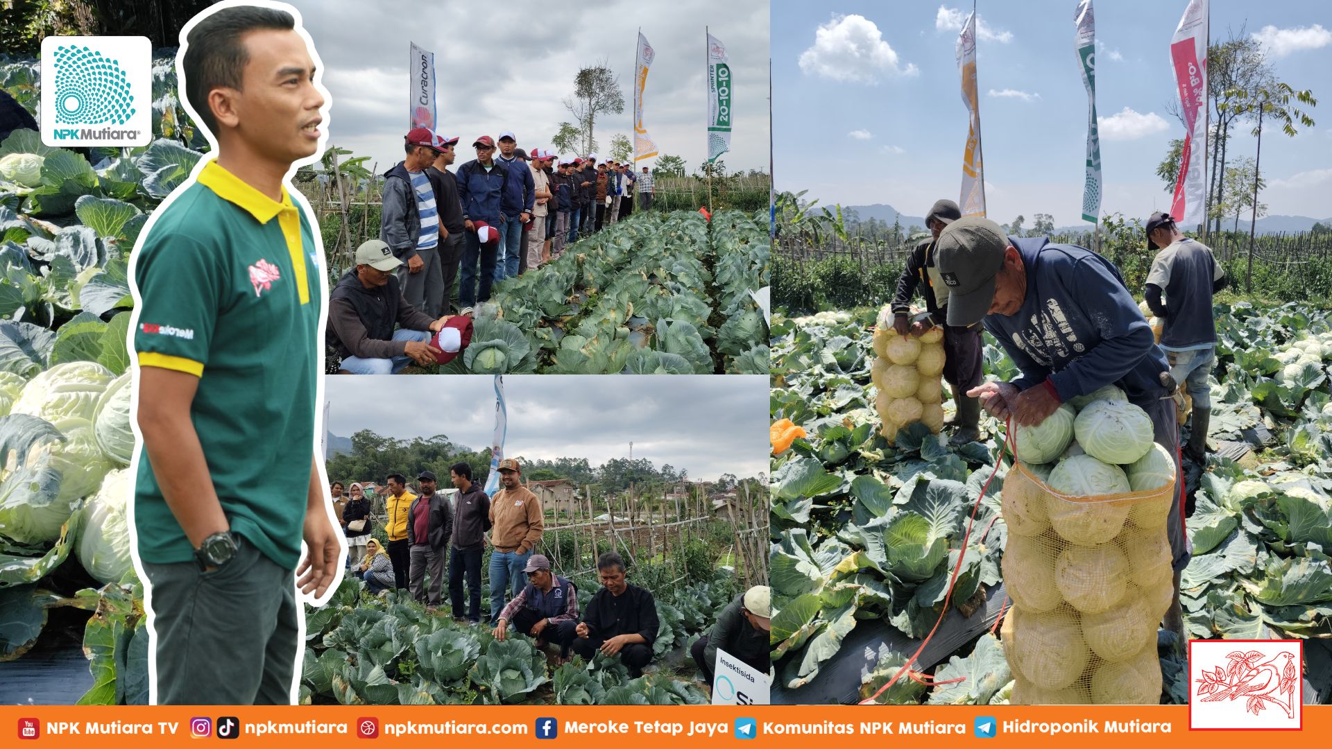 Farmers Field Demoplot di Kecamatan Ciwidey, Kabupaten Bandung