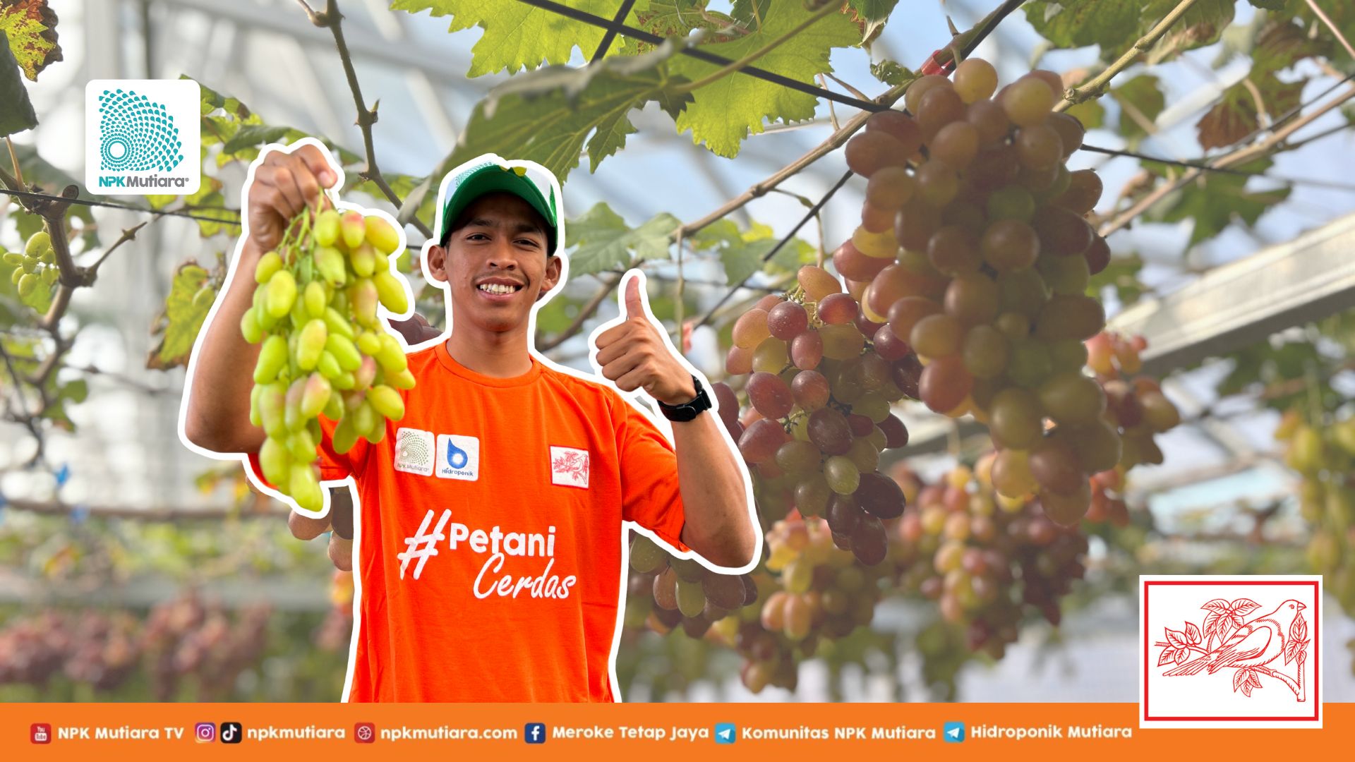 Menaklukkan Ladang Anggur dengan Semangat Seorang Atlet