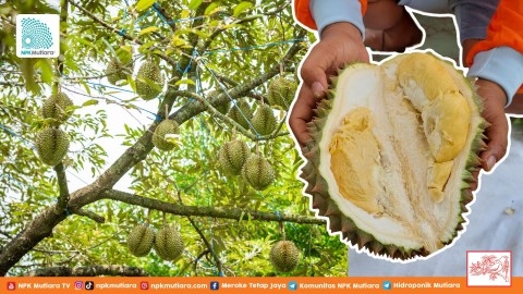 Panen Melimpah! Inilah Rekomendasi Pupuk Tabur Paling Ampuh untuk Durian TM